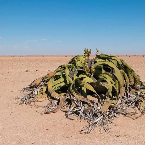 welwitschia